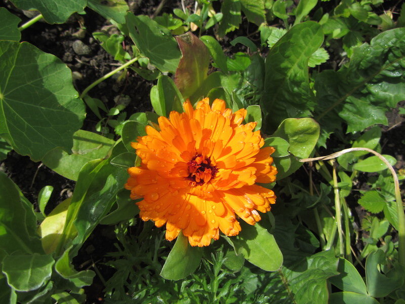 Herb Walk and Foraging in Galway with Dr Dilis Clare Apothecary Dr
