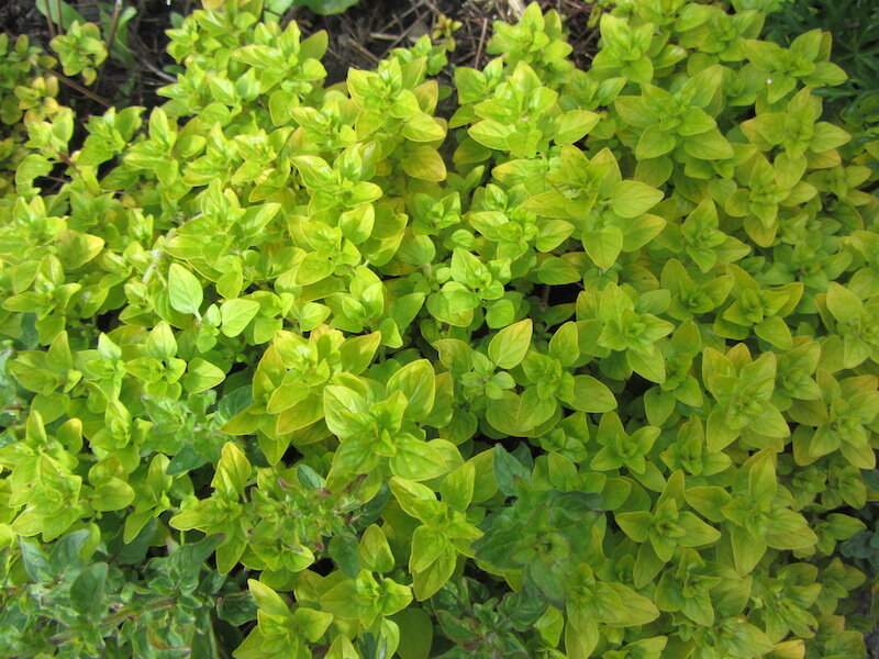 Herb Walk and Foraging in Galway with Dr Dilis Clare Apothecary Dr