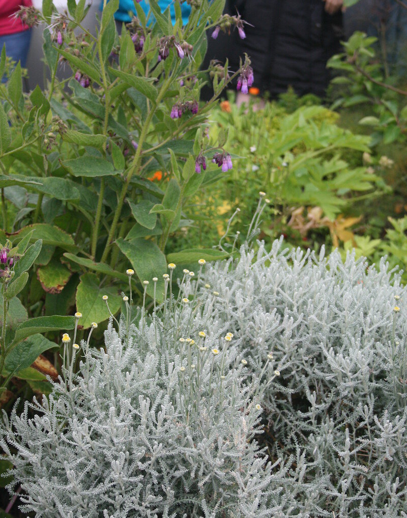 Herb Walk and Foraging in Galway with Dr Dilis Clare Apothecary Dr