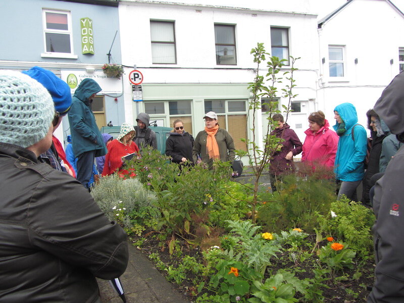 Herb Walk and Foraging in Galway with Dr Dilis Clare Apothecary Dr