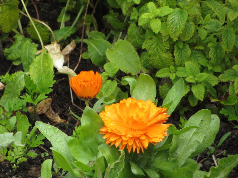 Herb Walk and Foraging in Galway with Dr Dilis Clare Apothecary Dr